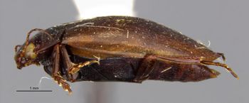 Media type: image;   Entomology 23955 Aspect: habitus lateral view